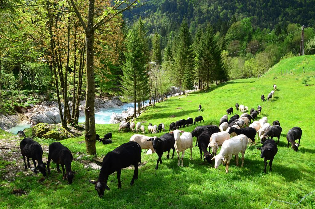 Bovec Home At Three Samoyeds Соча Екстер'єр фото