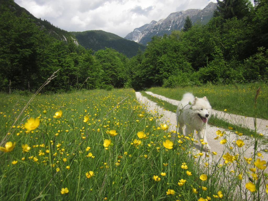 Bovec Home At Three Samoyeds Соча Екстер'єр фото