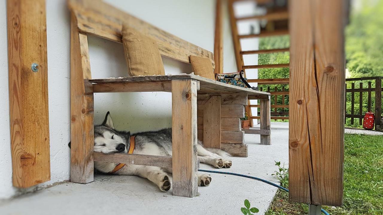 Bovec Home At Three Samoyeds Соча Екстер'єр фото